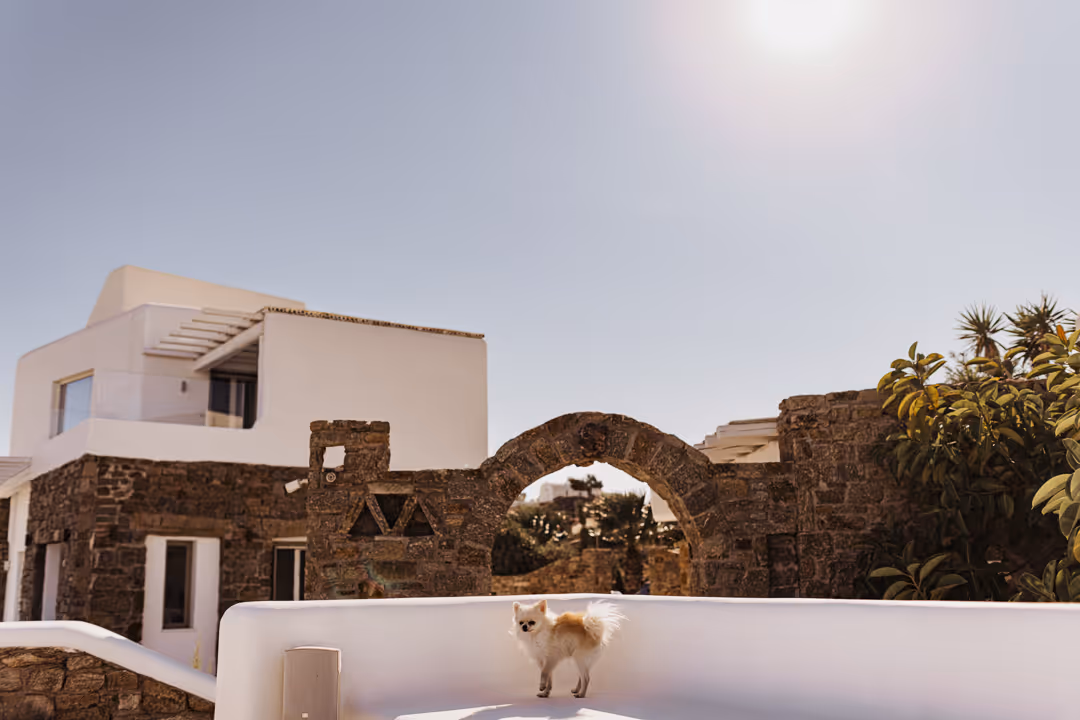 Wedding in Mykonos Photo no. 26